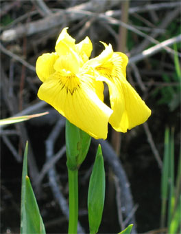 2 ou 3 grandes fleurs totalement jaunes. Agrandir dans une nouvelle fenêtre (ou onglet)