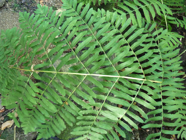 Frondes stériles opposées ou presque opposées de couleur verte. Agrandir dans une nouvelle fenêtre (ou onglet)