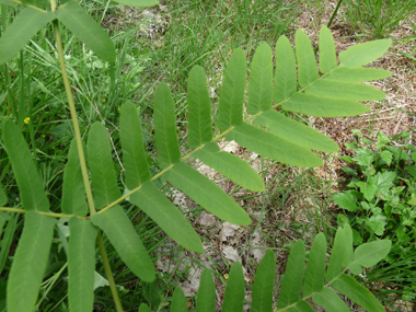 Frondes stériles opposées ou presque opposées de couleur verte. Agrandir dans une nouvelle fenêtre (ou onglet)