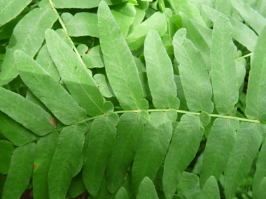 Frondes stériles opposées ou presque opposées de couleur verte. Agrandir dans une nouvelle fenêtre (ou onglet)