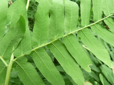 Face inférieure de la feuille. Agrandir dans une nouvelle fenêtre (ou onglet)