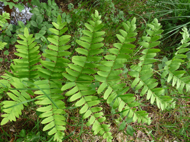 Frondes stériles opposées ou presque opposées de couleur verte. Agrandir dans une nouvelle fenêtre (ou onglet)