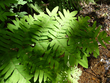 Frondes stériles opposées ou presque opposées de couleur verte. Agrandir dans une nouvelle fenêtre (ou onglet)