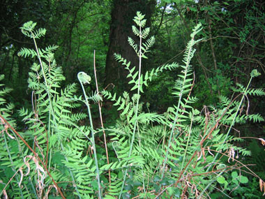 Frondes stériles opposées ou presque opposées de couleur verte. Agrandir dans une nouvelle fenêtre (ou onglet)