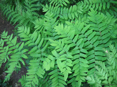 Frondes stériles opposées ou presque opposées de couleur verte. Agrandir dans une nouvelle fenêtre (ou onglet)