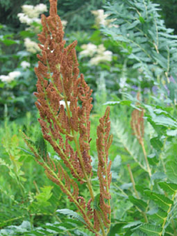 Frondes fertiles terminales contenant les sporanges et de couleur fauve. Agrandir dans une nouvelle fenêtre (ou onglet)