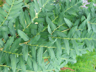 Frondes stériles opposées ou presque opposées de couleur verte. Agrandir dans une nouvelle fenêtre (ou onglet)