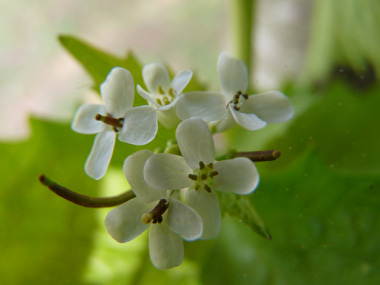 Petites (5-10 mm) fleurs blanches. Agrandir dans une nouvelle fenêtre (ou onglet)