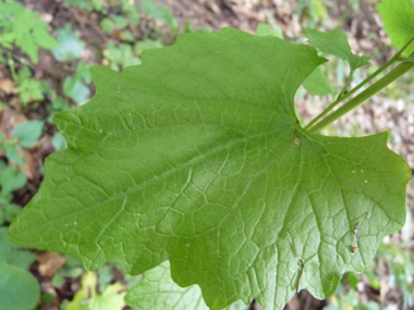 Feuilles entières dégageant une odeur d'ail lorsqu'on les froisse. On notera une évolution de leur forme au fur et à mesure que l'on
monte dans la plante, les inférieures étant réniformes tandis que les supérieures sont cordées. Agrandir dans une nouvelle fenêtre (ou onglet)