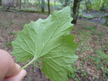 Verso de la feuille. Agrandir dans une nouvelle fenêtre (ou onglet)