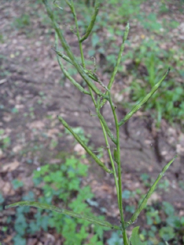 Fruits formant de longues grappes. Agrandir dans une nouvelle fenêtre (ou onglet)