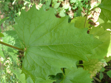 Feuilles entières dégageant une odeur d'ail lorsqu'on les froisse. On notera une évolution de leur forme au fur et à mesure que l'on
monte dans la plante, les inférieures étant réniformes tandis que les supérieures sont cordées. Agrandir dans une nouvelle fenêtre (ou onglet)