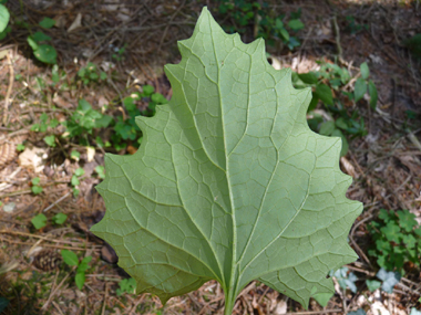 Verso de la feuille. Agrandir dans une nouvelle fenêtre (ou onglet)