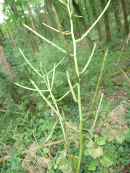 Fruits formant de longues grappes. Agrandir dans une nouvelle fenêtre (ou onglet)