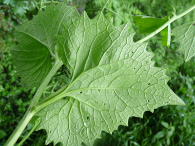 Verso de la feuille. Agrandir dans une nouvelle fenêtre (ou onglet)