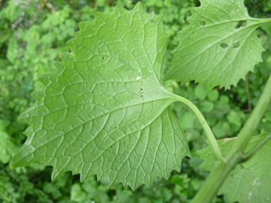 Verso de la feuille. Agrandir dans une nouvelle fenêtre (ou onglet)