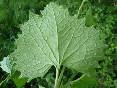 Verso de la feuille. Agrandir dans une nouvelle fenêtre (ou onglet)