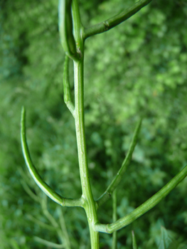 Fruits formant de longues grappes. Agrandir dans une nouvelle fenêtre (ou onglet)