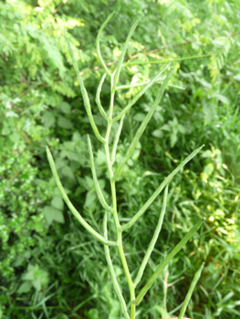 Fruits formant de longues grappes. Agrandir dans une nouvelle fenêtre (ou onglet)