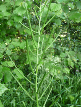 Fruits formant de longues grappes. Agrandir dans une nouvelle fenêtre (ou onglet)