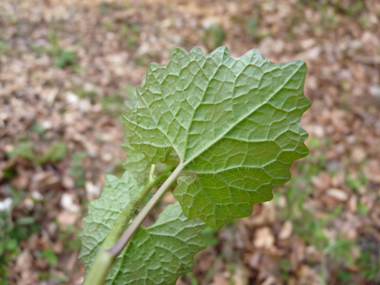 Verso de la feuille. Agrandir dans une nouvelle fenêtre (ou onglet)