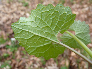 Verso de la feuille. Agrandir dans une nouvelle fenêtre (ou onglet)