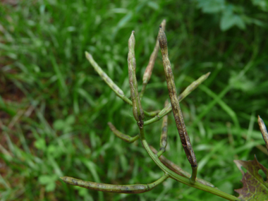 Fruits formant de longues grappes. Agrandir dans une nouvelle fenêtre (ou onglet)