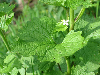 Feuilles entières dégageant une odeur d'ail lorsqu'on les froisse. On notera une évolution de leur forme au fur et à mesure que l'on
monte dans la plante, les inférieures étant réniformes tandis que les supérieures sont cordées. Agrandir dans une nouvelle fenêtre (ou onglet)