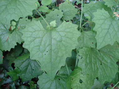 Feuilles entières dégageant une odeur d'ail lorsqu'on les froisse. On notera une évolution de leur forme au fur et à mesure que l'on
monte dans la plante, les inférieures étant réniformes tandis que les supérieures sont cordées. Agrandir dans une nouvelle fenêtre (ou onglet)