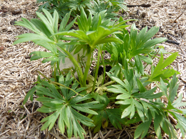 Feuilles profondément découpées. Agrandir dans une nouvelle fenêtre (ou onglet)