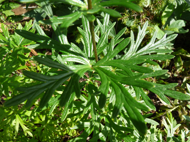 Feuilles profondément découpées. Agrandir dans une nouvelle fenêtre (ou onglet)