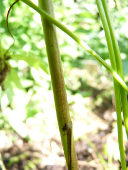 Tige foliée et couverte de poils dans la partie supérieure. Agrandir dans une nouvelle fenêtre (ou onglet)