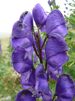 Fleurs violettes ou bleues en forme caractéristique de casque. Agrandir dans une nouvelle fenêtre (ou onglet)