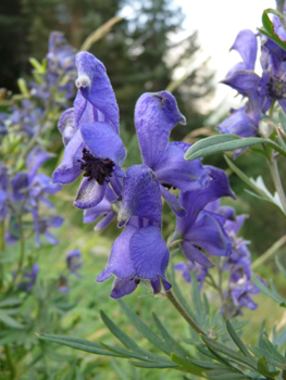 Fleurs violettes ou bleues en forme caractéristique de casque. Agrandir dans une nouvelle fenêtre (ou onglet)