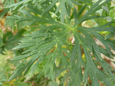 Feuilles profondément découpées. Agrandir dans une nouvelle fenêtre (ou onglet)