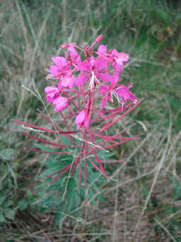 Fleurs purpurines disposées en grappes. Agrandir dans une nouvelle fenêtre (ou onglet)