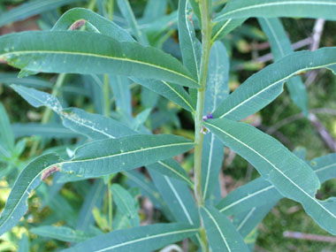 Feuilles alternes. Agrandir dans une nouvelle fenêtre (ou onglet)