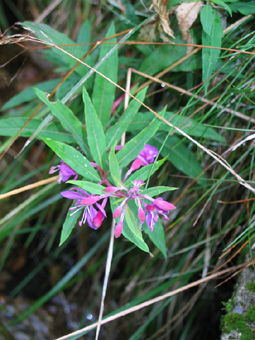 Feuilles alternes. Agrandir dans une nouvelle fenêtre (ou onglet)