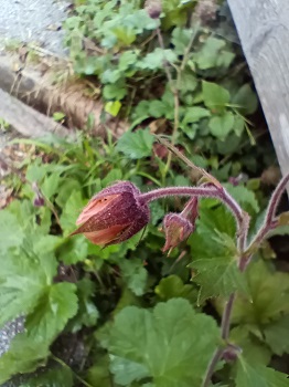 Grandes fleurs jaune rougeâtre inclinées vers le sol. Sépales brun rougeâtre et pétales jaunâtres. Agrandir dans une nouvelle fenêtre (ou onglet)