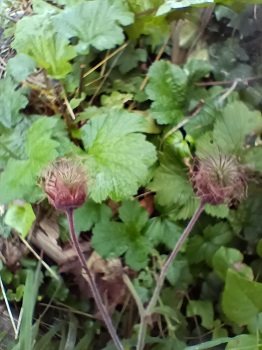 Fruits (akènes) groupés en une sorte de boule chevelue. Agrandir dans une nouvelle fenêtre (ou onglet)