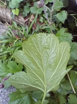 Verso de la feuille. Agrandir dans une nouvelle fenêtre (ou onglet)