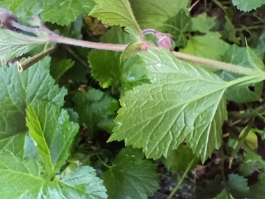 Verso de la feuille. Agrandir dans une nouvelle fenêtre (ou onglet)