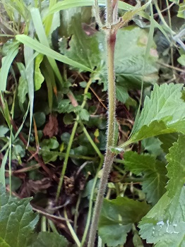 Tige hérissée de poils. Agrandir dans une nouvelle fenêtre (ou onglet)