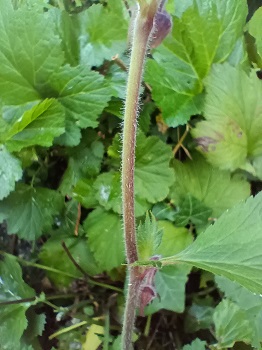 Tige hérissée de poils. Agrandir dans une nouvelle fenêtre (ou onglet)