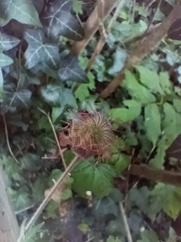 Fruits (akènes) groupés en une sorte de boule chevelue. Agrandir dans une nouvelle fenêtre (ou onglet)