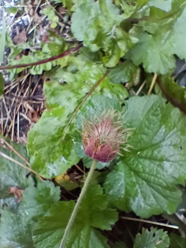 Fruits (akènes) groupés en une sorte de boule chevelue. Agrandir dans une nouvelle fenêtre (ou onglet)