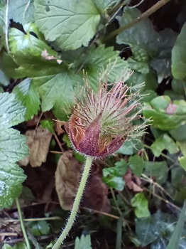 Fruits (akènes) groupés en une sorte de boule chevelue. Agrandir dans une nouvelle fenêtre (ou onglet)