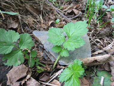 Feuilles basilaires pennées aux folioles très inégales, la terminale étant trilobée. On notera la présence de stipules. Agrandir dans une nouvelle fenêtre (ou onglet)