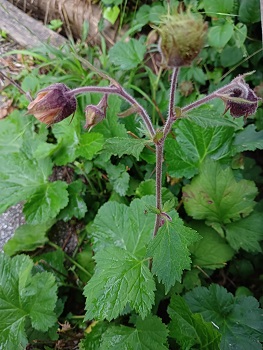 Petite herbacée ne dépassant pas 50 cm de haut. Agrandir dans une nouvelle fenêtre (ou onglet)