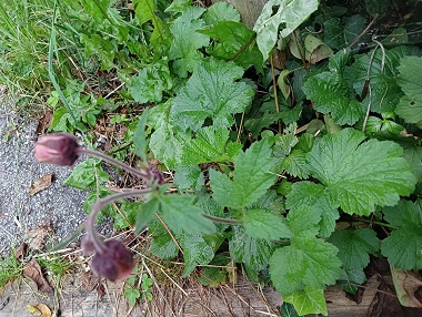 Petite herbacée ne dépassant pas 50 cm de haut. Agrandir dans une nouvelle fenêtre (ou onglet)